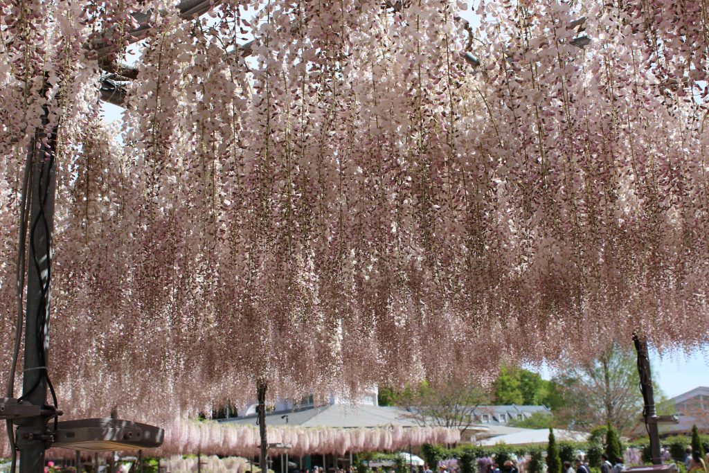 うす紅の棚の写真