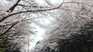 Thumbnail of post image 113