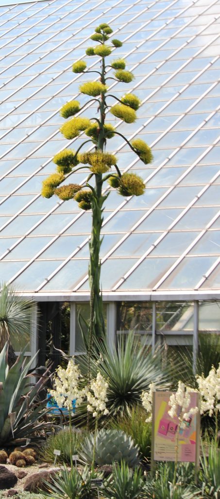 筑波実験植物園 アガベ サルミアナ フェロクス 史跡探訪