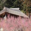 Thumbnail of related posts 001