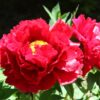 Thumbnail of related posts 135