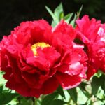 Thumbnail of post image 173