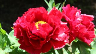 Thumbnail of post image 160