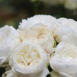 Thumbnail of post image 177