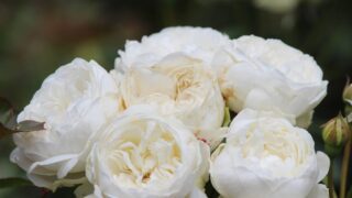 Thumbnail of post image 015