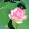 Thumbnail of related posts 131