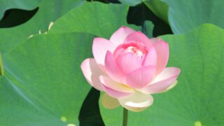 Thumbnail of post image 006