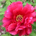 Thumbnail of post image 173