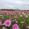Thumbnail of related posts 079