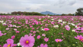 Thumbnail of post image 048