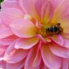 Thumbnail of related posts 020