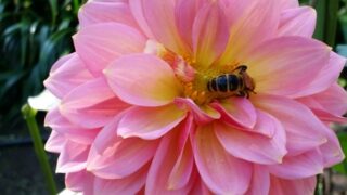 Thumbnail of post image 155