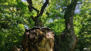 Thumbnail of post image 158